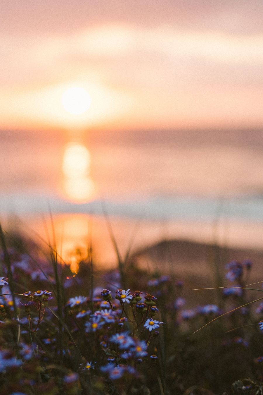 Wildblumen am Ufer, dahinter geht die Sonne über dem Wasser auf
