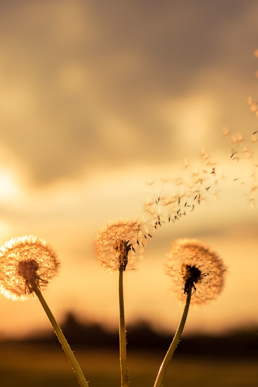 Pusteblumen im Abendlicht, deren Samen vom Wind davongetragen werden