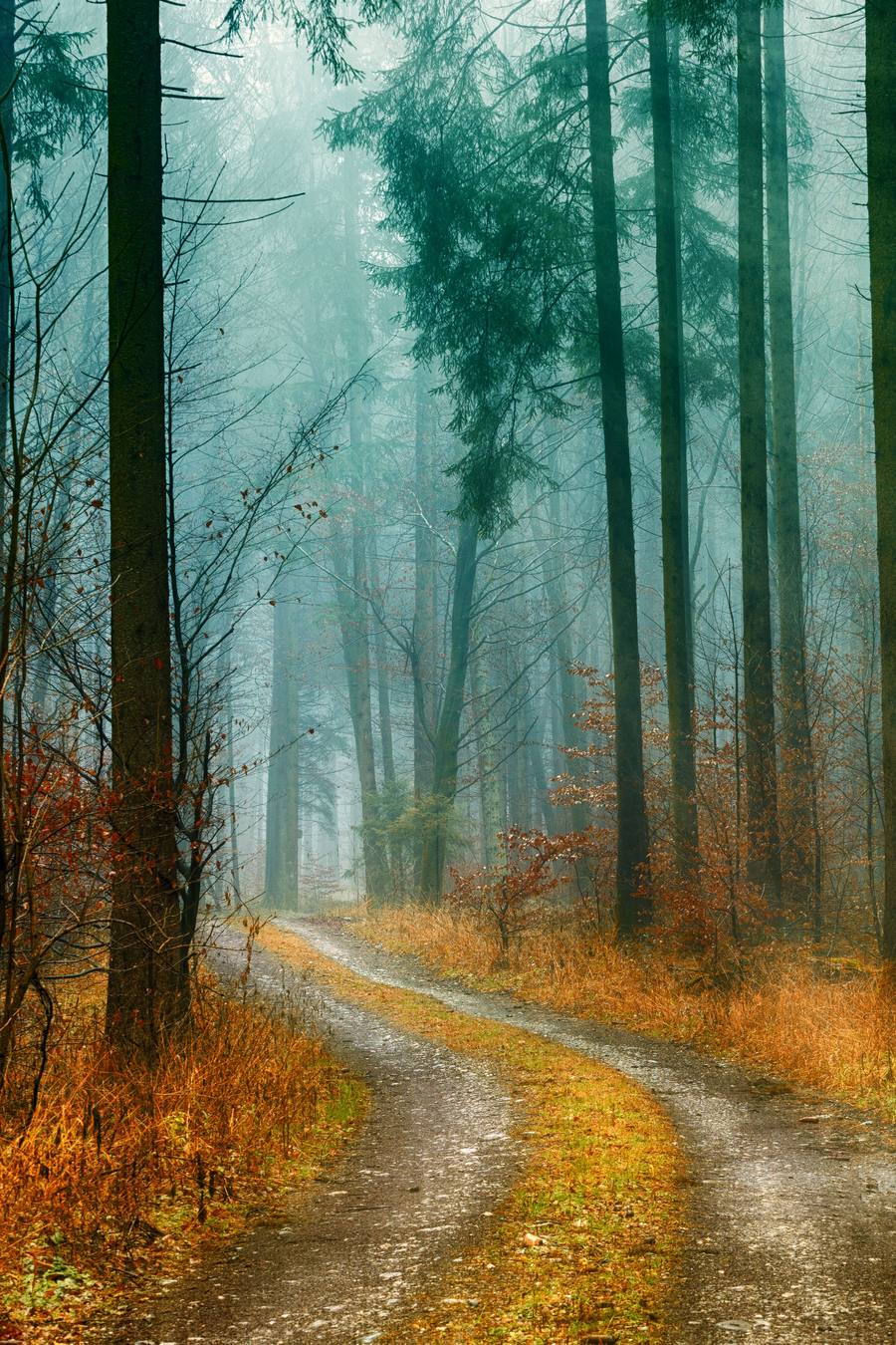Ein Waldweg im Herbstnebel, der sich zwischen hohen Bäumen verzweigt