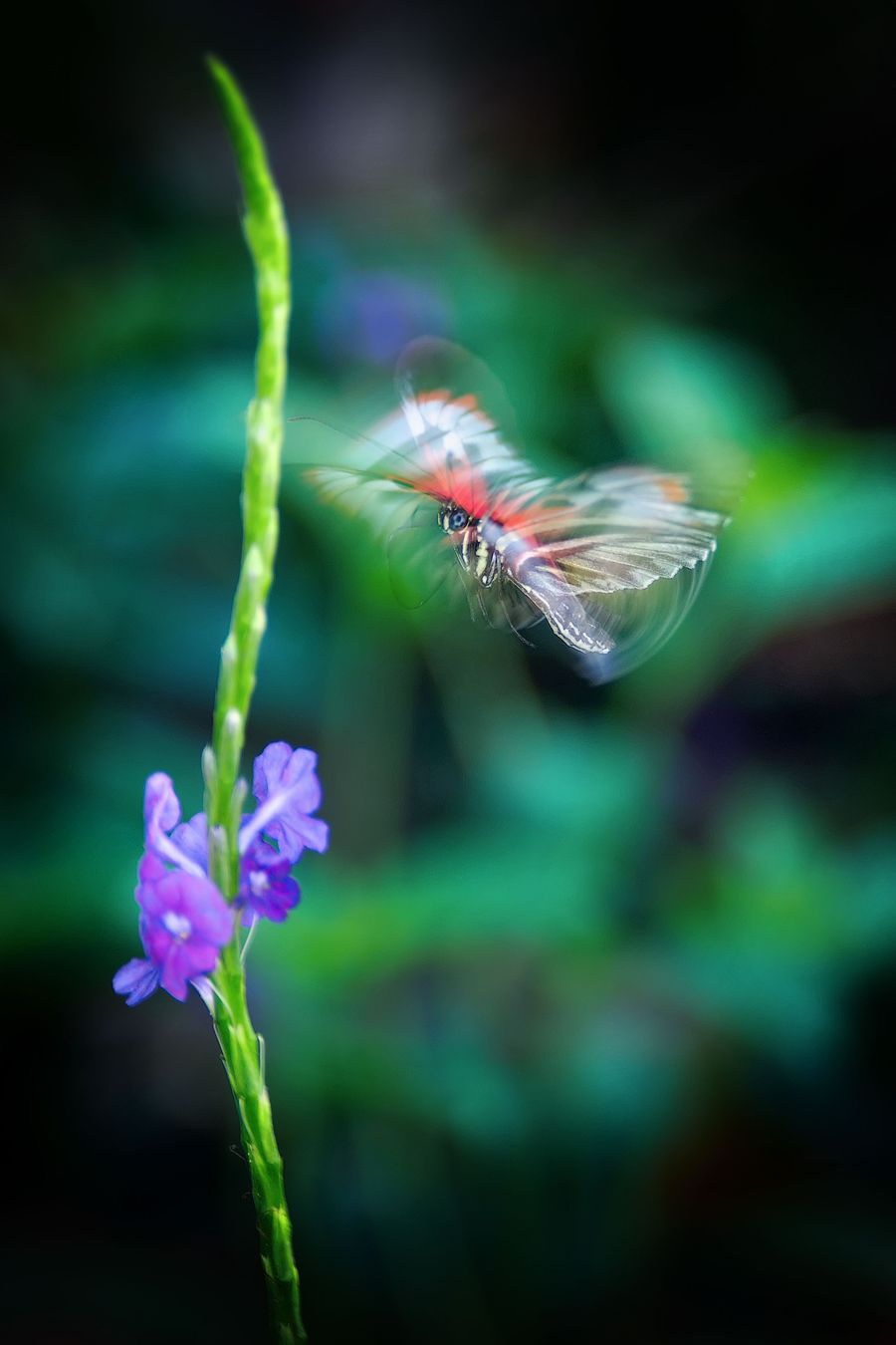 Ein Schmetterling fliegt an eine lila Blüte heran
